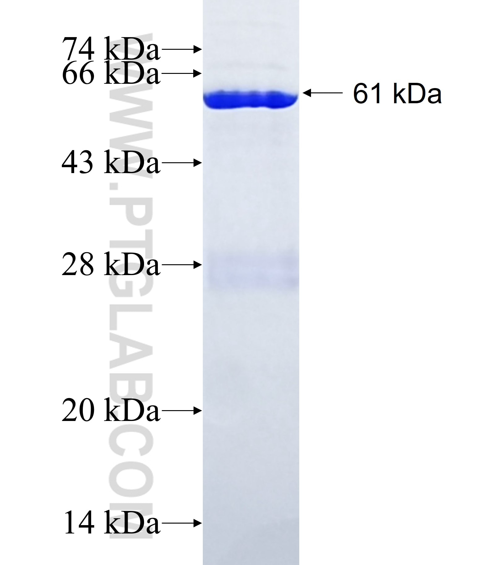 SEC10 fusion protein Ag11524 SDS-PAGE