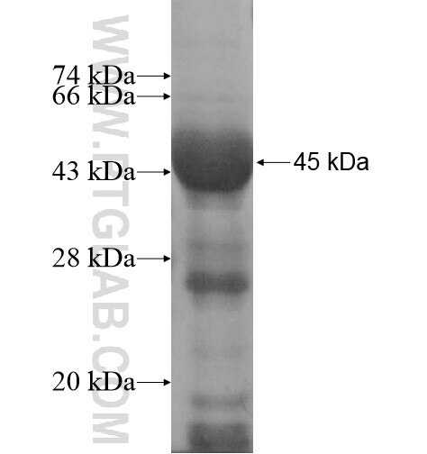 SEC10 fusion protein Ag11564 SDS-PAGE