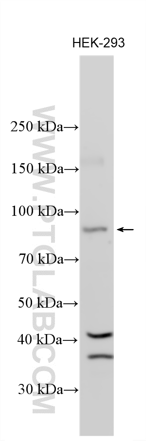 Western Blot (WB) analysis of various lysates using EXOC6B Polyclonal antibody (55440-1-AP)