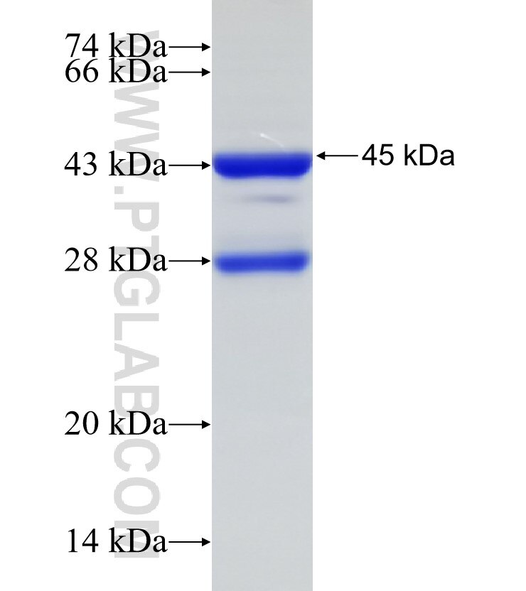 EXOC8 fusion protein Ag33300 SDS-PAGE
