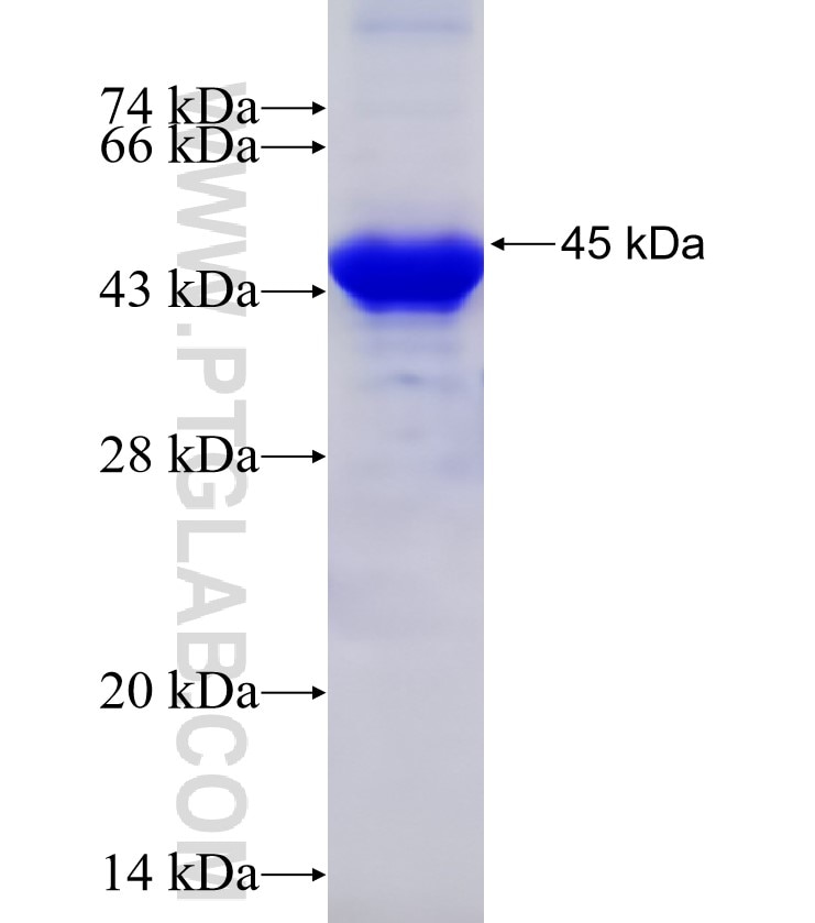 EXOC8 fusion protein Ag4892 SDS-PAGE