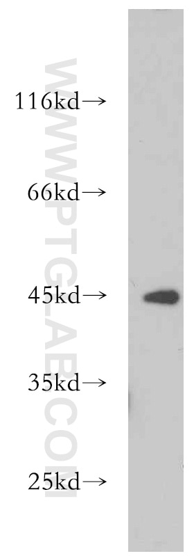 Western Blot (WB) analysis of mouse cerebellum tissue using EXOG Polyclonal antibody (21523-1-AP)