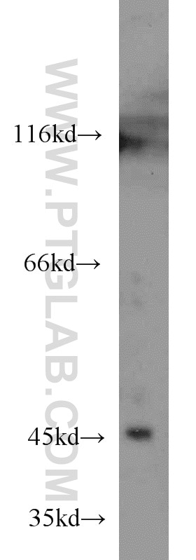 Western Blot (WB) analysis of mouse cerebellum tissue using EXOG Polyclonal antibody (21523-1-AP)