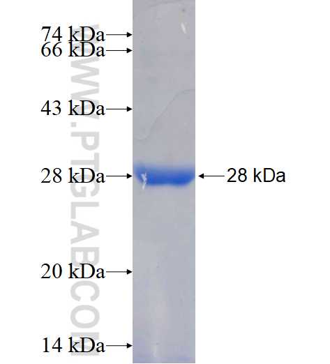 EXOG fusion protein Ag17078 SDS-PAGE