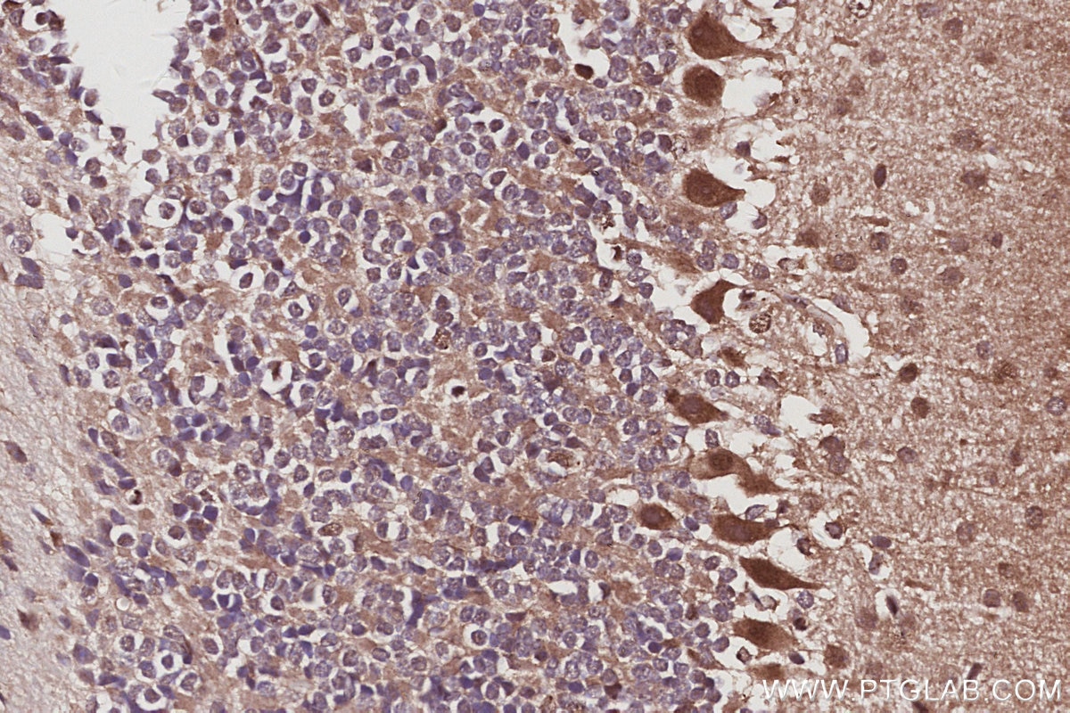 Immunohistochemistry (IHC) staining of mouse cerebellum tissue using EXOSC1 Polyclonal antibody (12585-1-AP)
