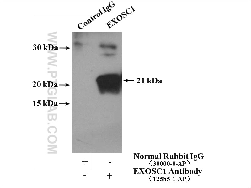 Immunoprecipitation (IP) experiment of HeLa cells using EXOSC1 Polyclonal antibody (12585-1-AP)