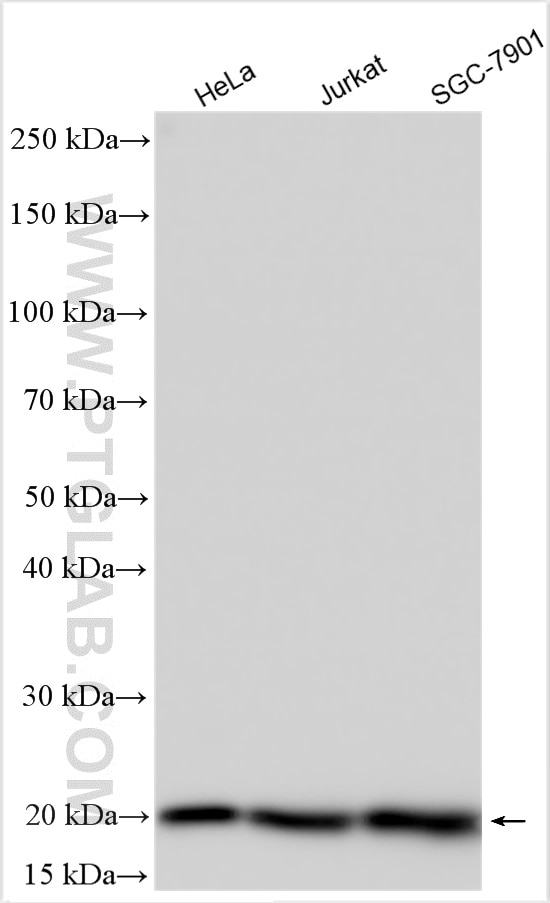 Western Blot (WB) analysis of various lysates using EXOSC1 Polyclonal antibody (12585-1-AP)