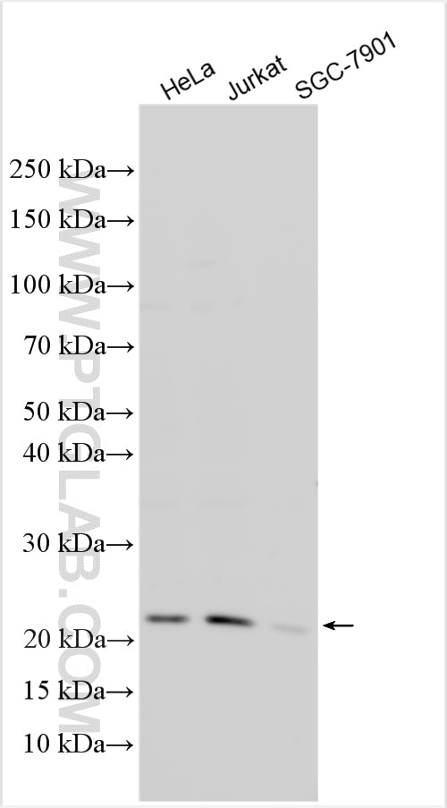 Western Blot (WB) analysis of various lysates using EXOSC1 Polyclonal antibody (12585-1-AP)