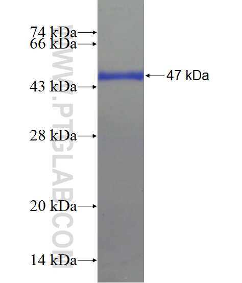 EXOSC1 fusion protein Ag3286 SDS-PAGE