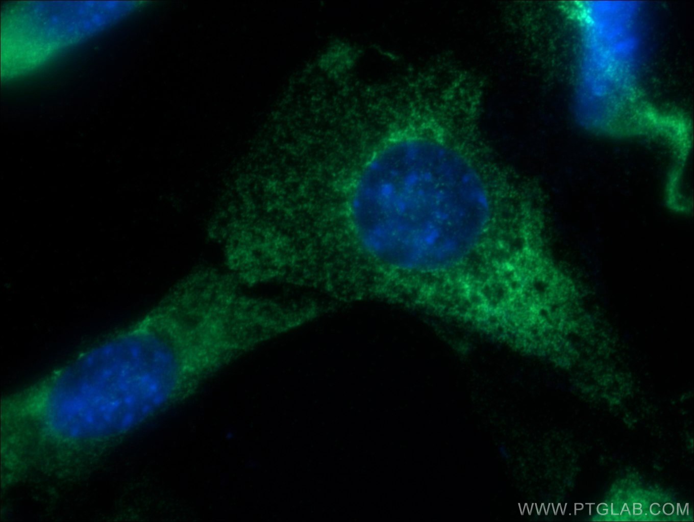 Immunofluorescence (IF) / fluorescent staining of NIH/3T3 cells using EXOSC10 Polyclonal antibody (11178-1-AP)