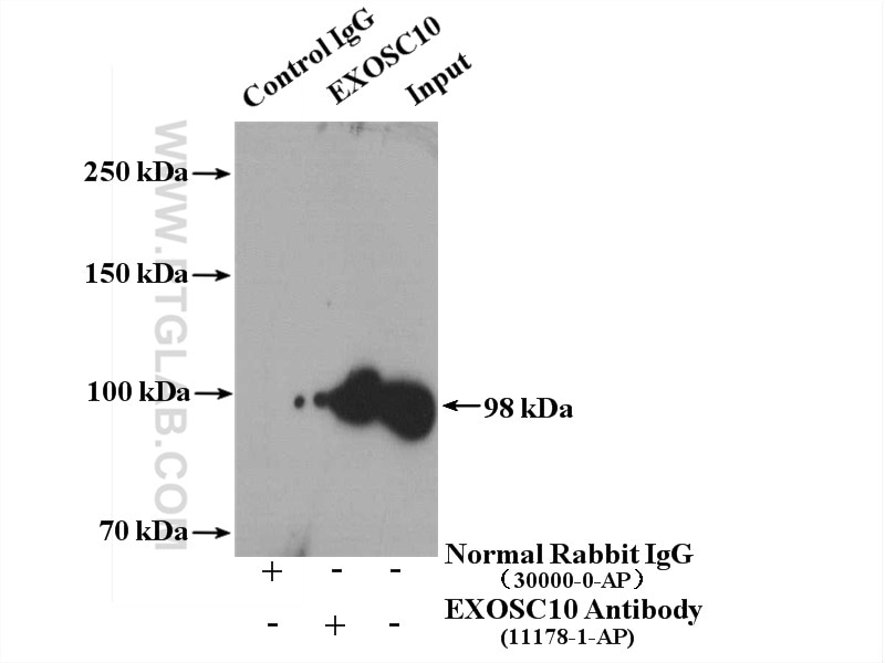Immunoprecipitation (IP) experiment of MCF-7 cells using EXOSC10 Polyclonal antibody (11178-1-AP)