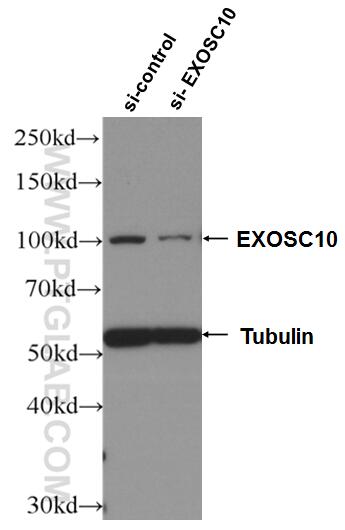 Western Blot (WB) analysis of HeLa cells using EXOSC10 Polyclonal antibody (11178-1-AP)