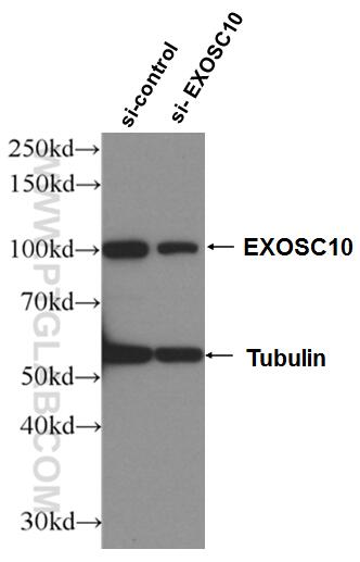 Western Blot (WB) analysis of HeLa cells using EXOSC10 Polyclonal antibody (16731-1-AP)
