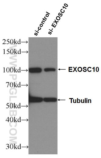 WB analysis of HeLa using 16731-1-AP