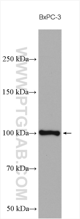 Western Blot (WB) analysis of various lysates using EXOSC10 Polyclonal antibody (16731-1-AP)