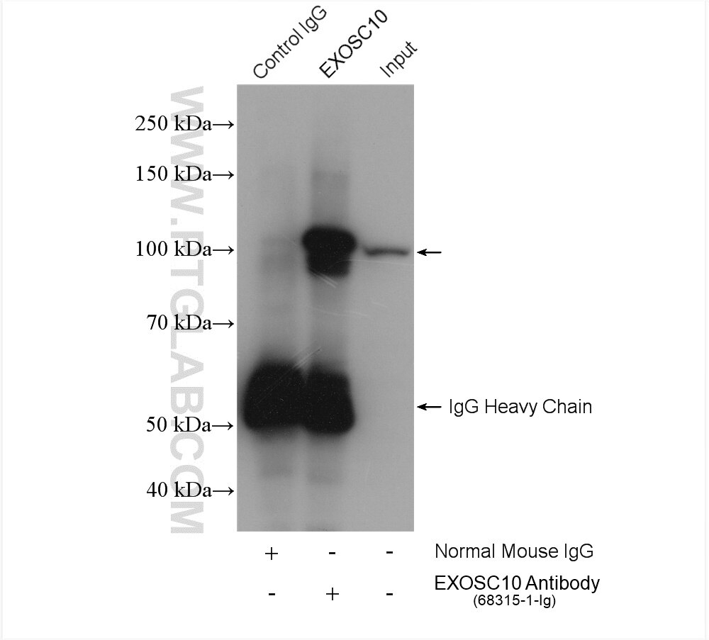 Immunoprecipitation (IP) experiment of HeLa cells using EXOSC10 Monoclonal antibody (68315-1-Ig)
