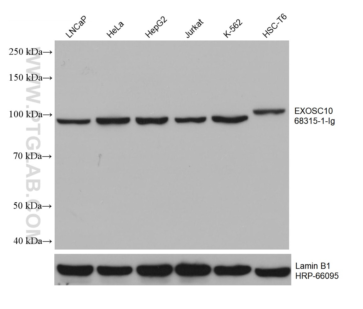 Western Blot (WB) analysis of various lysates using EXOSC10 Monoclonal antibody (68315-1-Ig)