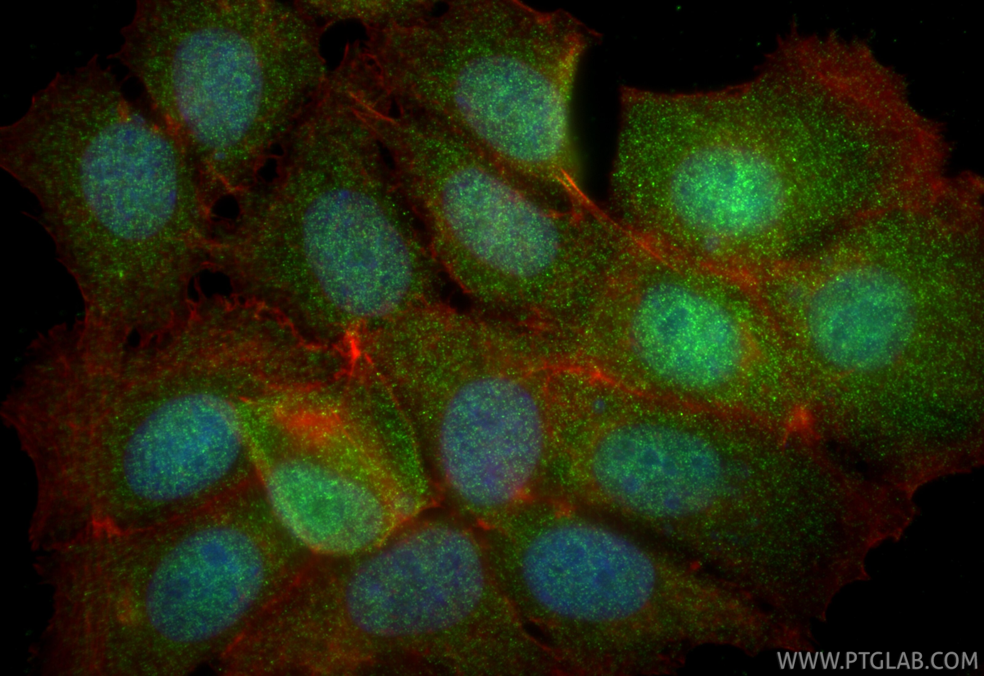 Immunofluorescent analysis of (4% PFA) fixed MCF-7 cells using EXOSC2 antibody (14805-1-AP) at dilution of 1:400 and CoraLite®488-Conjugated Goat Anti-Rabbit IgG(H+L) (SA00013-2), CL594-phalloidin (red). Immunofluorescence (IF) / fluorescent staining of MCF-7 cells using EXOSC2 Polyclonal antibody (14805-1-AP)