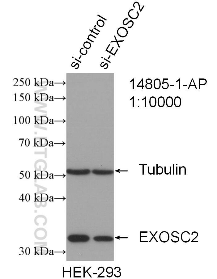 Western Blot (WB) analysis of HEK-293 cells using EXOSC2 Polyclonal antibody (14805-1-AP)