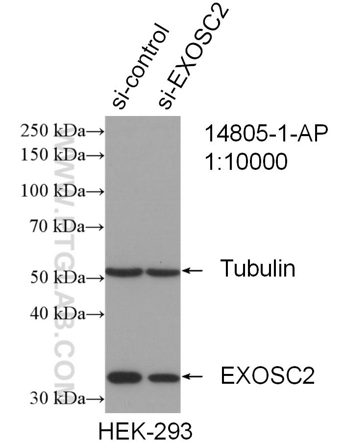 WB analysis of HEK-293 using 14805-1-AP