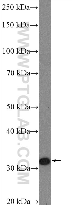 Western Blot (WB) analysis of HepG2 cells using EXOSC2 Polyclonal antibody (14805-1-AP)