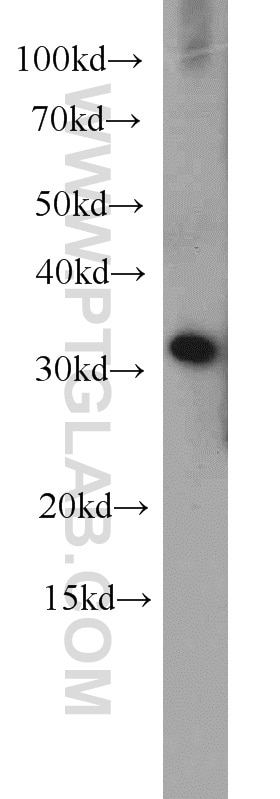 Western Blot (WB) analysis of HepG2 cells using EXOSC2 Polyclonal antibody (14805-1-AP)