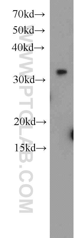 Western Blot (WB) analysis of MCF-7 cells using EXOSC2 Polyclonal antibody (14805-1-AP)