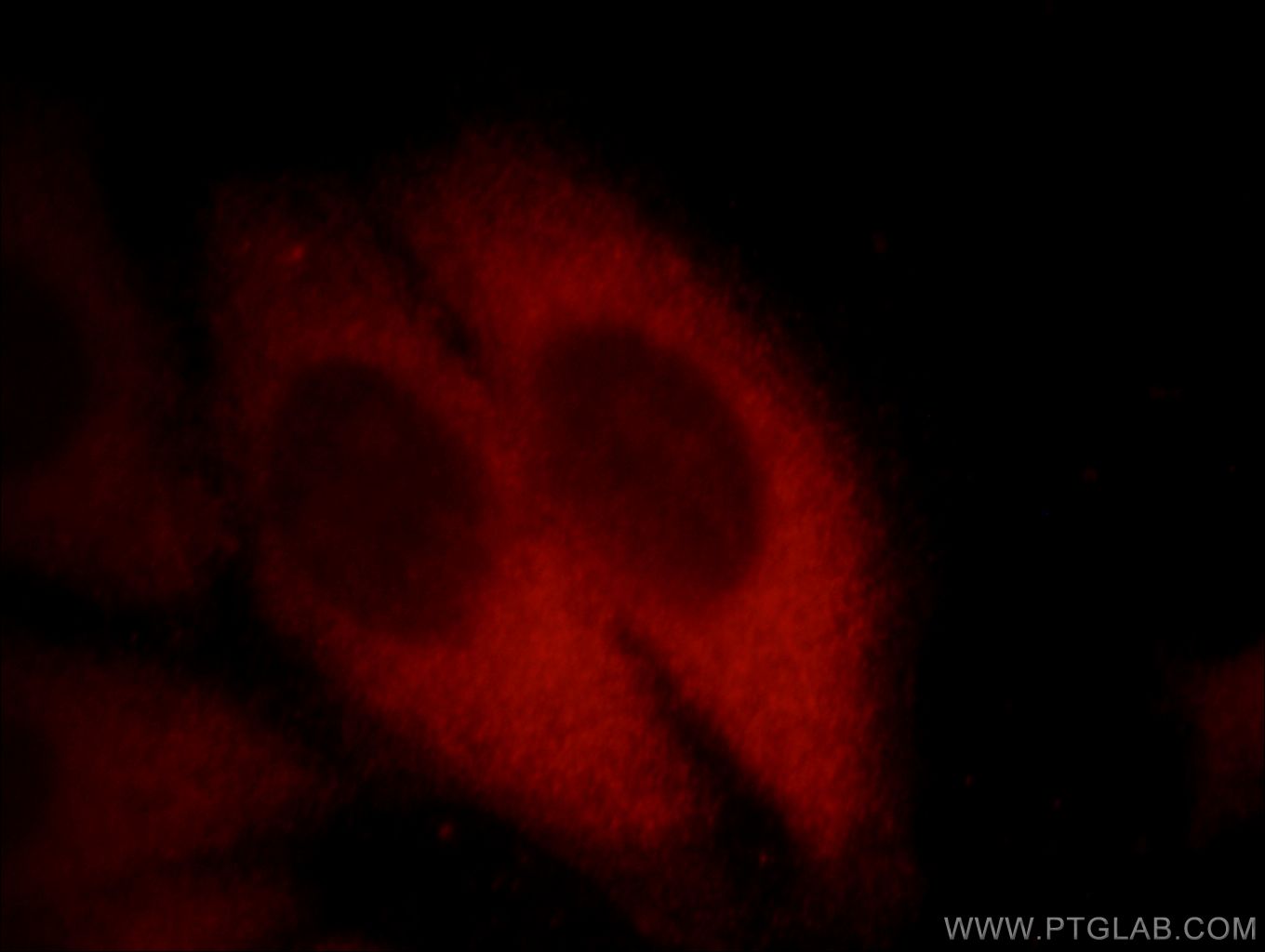 Immunofluorescence (IF) / fluorescent staining of HepG2 cells using EXOSC2 Monoclonal antibody (66099-1-Ig)