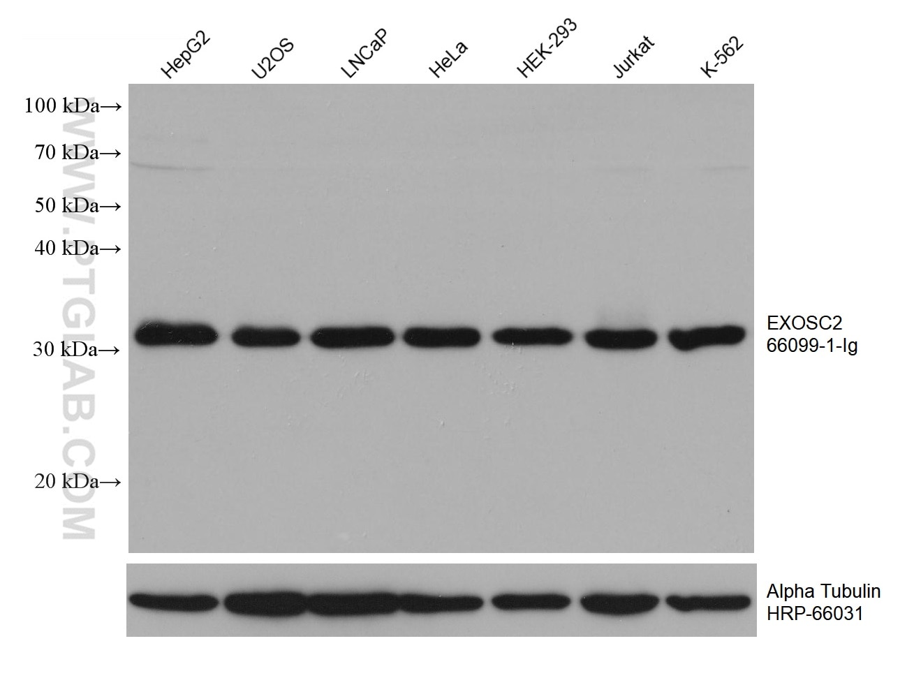 Western Blot (WB) analysis of various lysates using EXOSC2 Monoclonal antibody (66099-1-Ig)