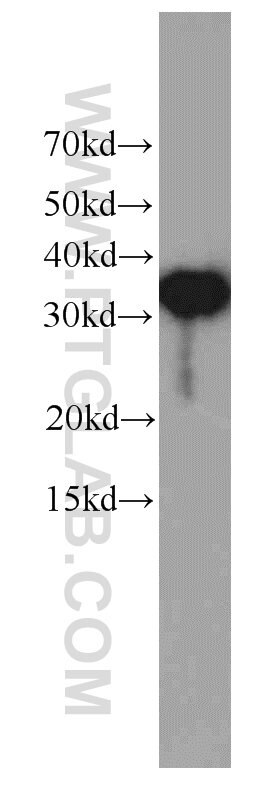 Western Blot (WB) analysis of HEK-293 cells using EXOSC2 Monoclonal antibody (66099-1-Ig)