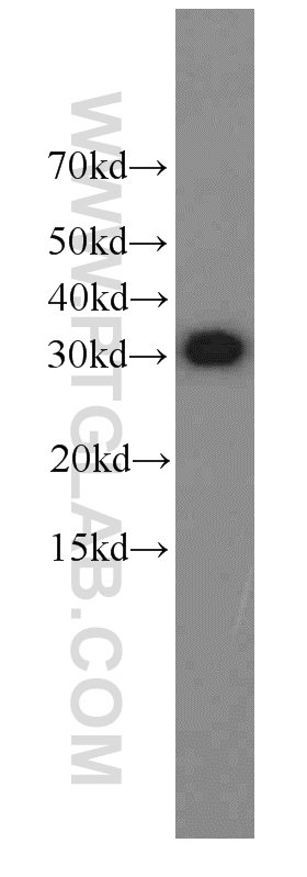 Western Blot (WB) analysis of HepG2 cells using EXOSC2 Monoclonal antibody (66099-1-Ig)