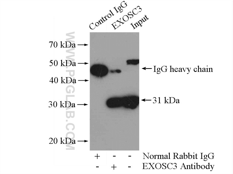 Immunoprecipitation (IP) experiment of A2780 cells using EXOSC3 Polyclonal antibody (15062-1-AP)