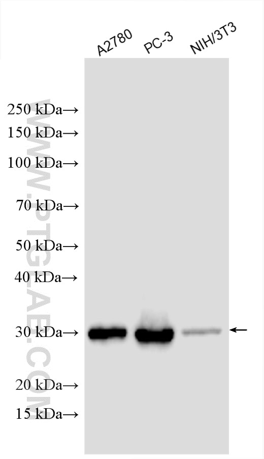 Western Blot (WB) analysis of various lysates using EXOSC3 Polyclonal antibody (15062-1-AP)