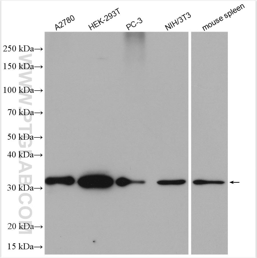Western Blot (WB) analysis of various lysates using EXOSC3 Polyclonal antibody (15062-1-AP)