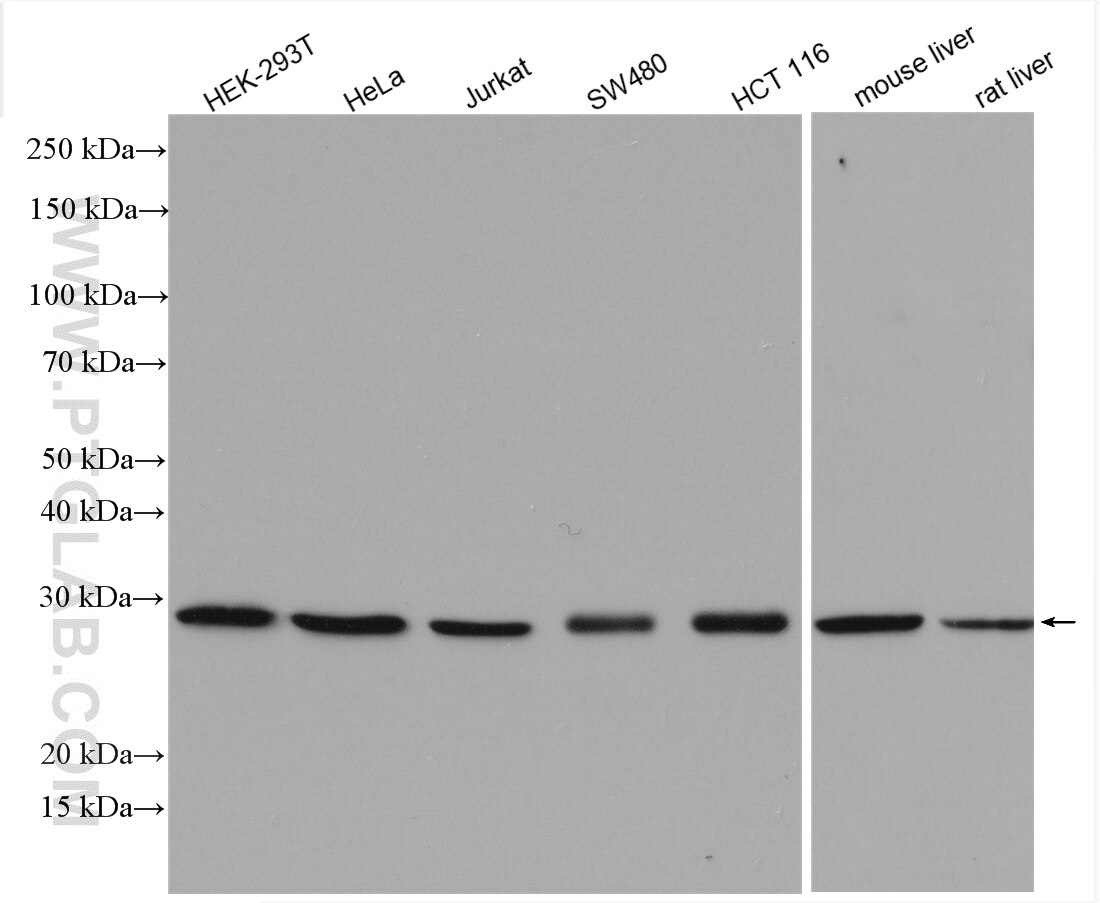 Western Blot (WB) analysis of various lysates using EXOSC4 Polyclonal antibody (15937-1-AP)