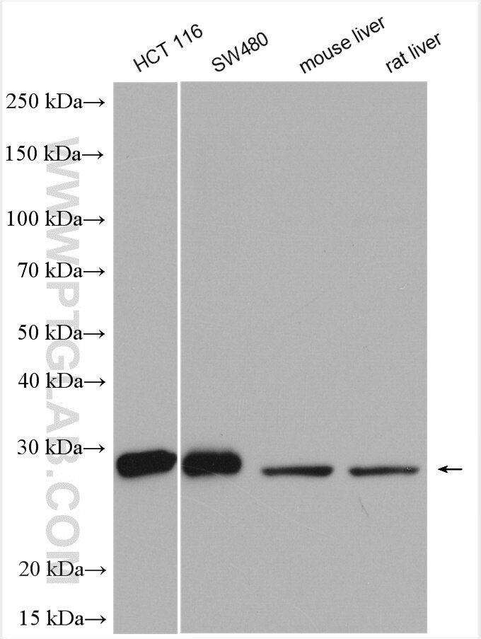Western Blot (WB) analysis of various lysates using EXOSC4 Polyclonal antibody (15937-1-AP)