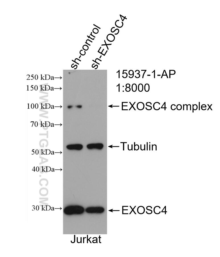 Western Blot (WB) analysis of Jurkat cells using EXOSC4 Polyclonal antibody (15937-1-AP)