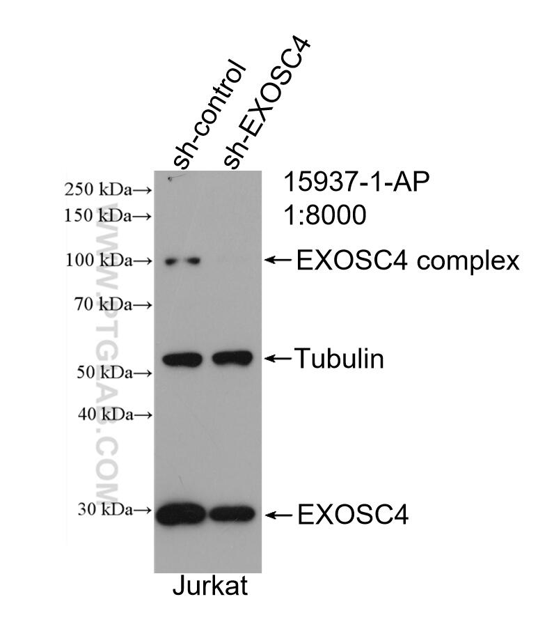 WB analysis of Jurkat using 15937-1-AP