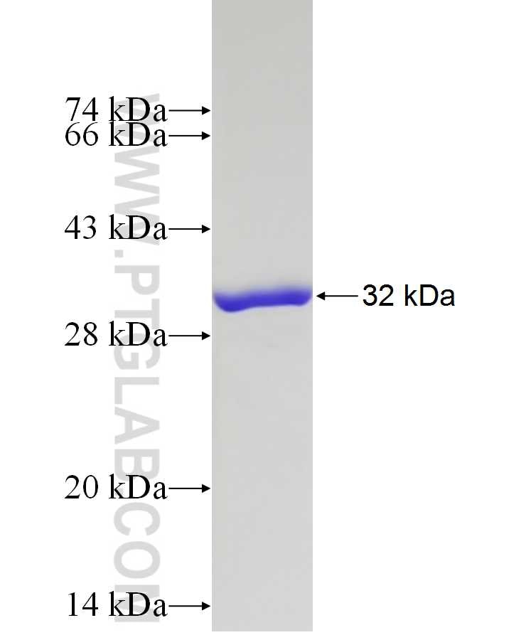 EXOSC4 fusion protein Ag7866 SDS-PAGE