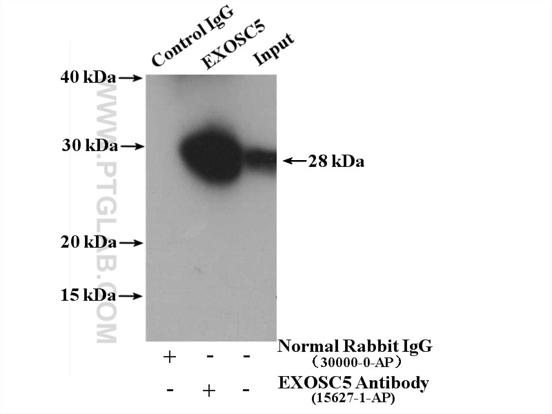 Immunoprecipitation (IP) experiment of HeLa cells using EXOSC5 Polyclonal antibody (15627-1-AP)