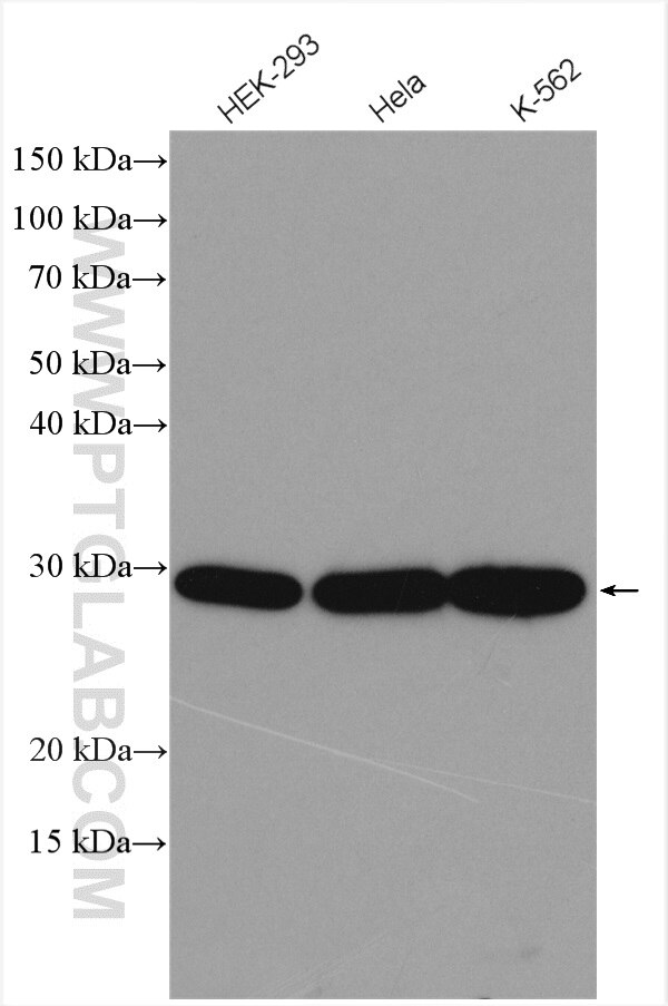 Western Blot (WB) analysis of various lysates using EXOSC5 Polyclonal antibody (15627-1-AP)