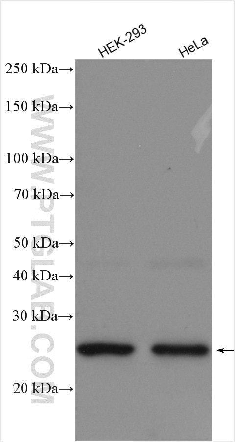 Western Blot (WB) analysis of various lysates using EXOSC5 Polyclonal antibody (15627-1-AP)