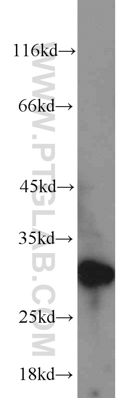 Western Blot (WB) analysis of Raji cells using EXOSC5 Polyclonal antibody (15627-1-AP)