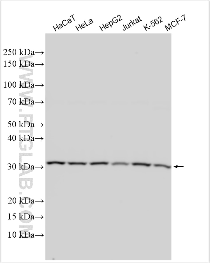 Western Blot (WB) analysis of various lysates using EXOSC6 Polyclonal antibody (30685-1-AP)