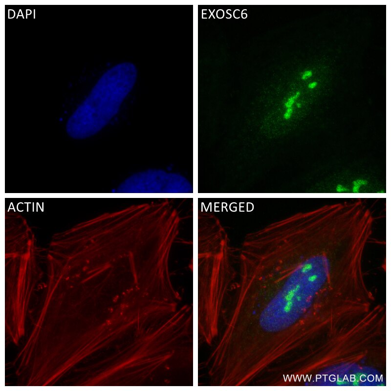 Immunofluorescence (IF) / fluorescent staining of HeLa cells using EXOSC6 Recombinant antibody (84346-4-RR)