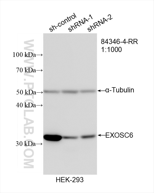 WB result of EXOSC6 antibody (84346-4-RR; 1:1000; incubated at room temperature for 1.5 hours) with sh-Control and sh-EXOSC6 transfected HEK-293 cells. This data was developed using the same antibody clone with 84346-4-PBS in a different storage buffer formulation. Western Blot (WB) analysis of HEK-293 cells using EXOSC6 Recombinant monoclonal antibody (84346-4-RR)