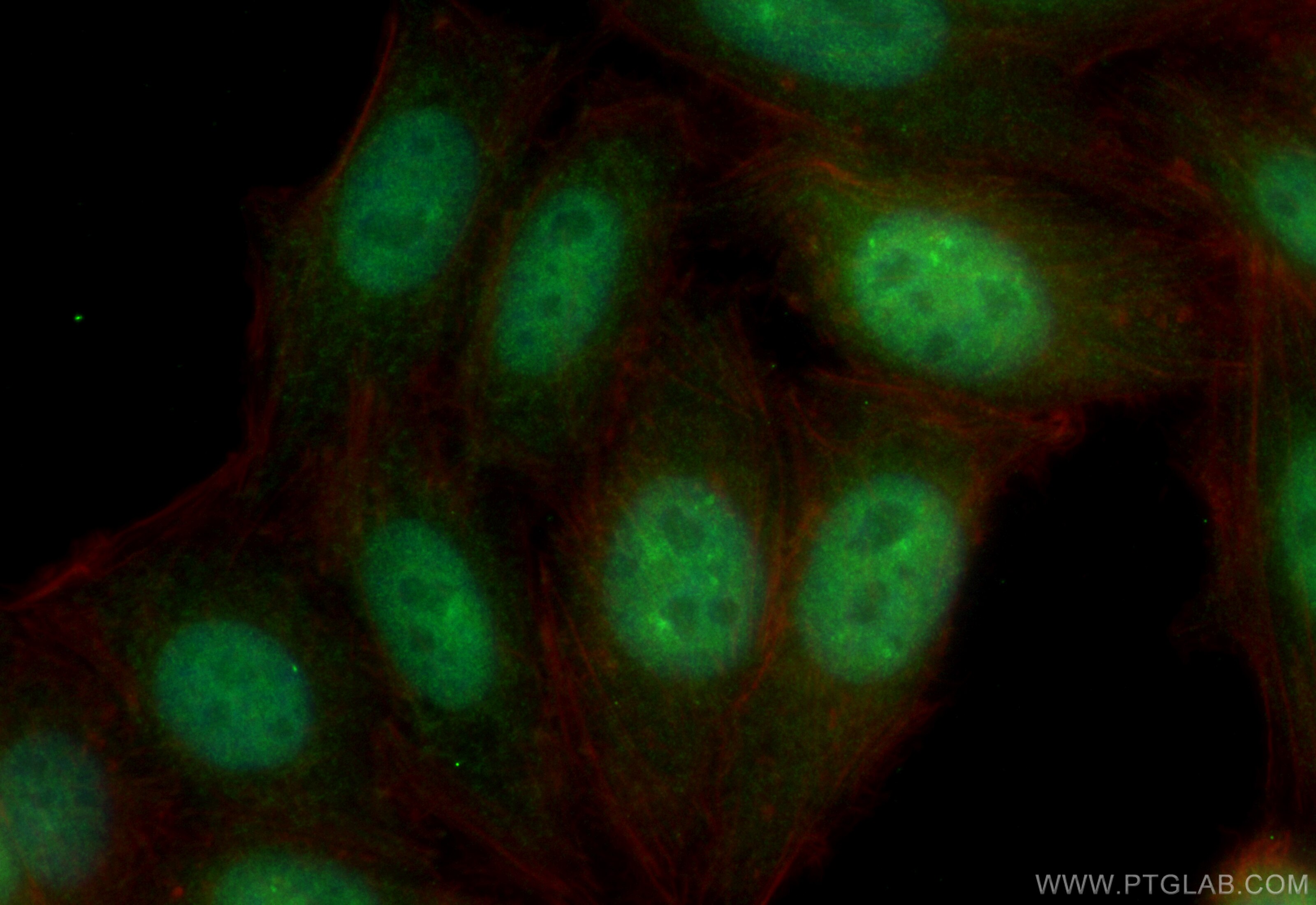 Immunofluorescence (IF) / fluorescent staining of HepG2 cells using CoraLite® Plus 488-conjugated EXOSC6 Recombinant a (CL488-84346-2)