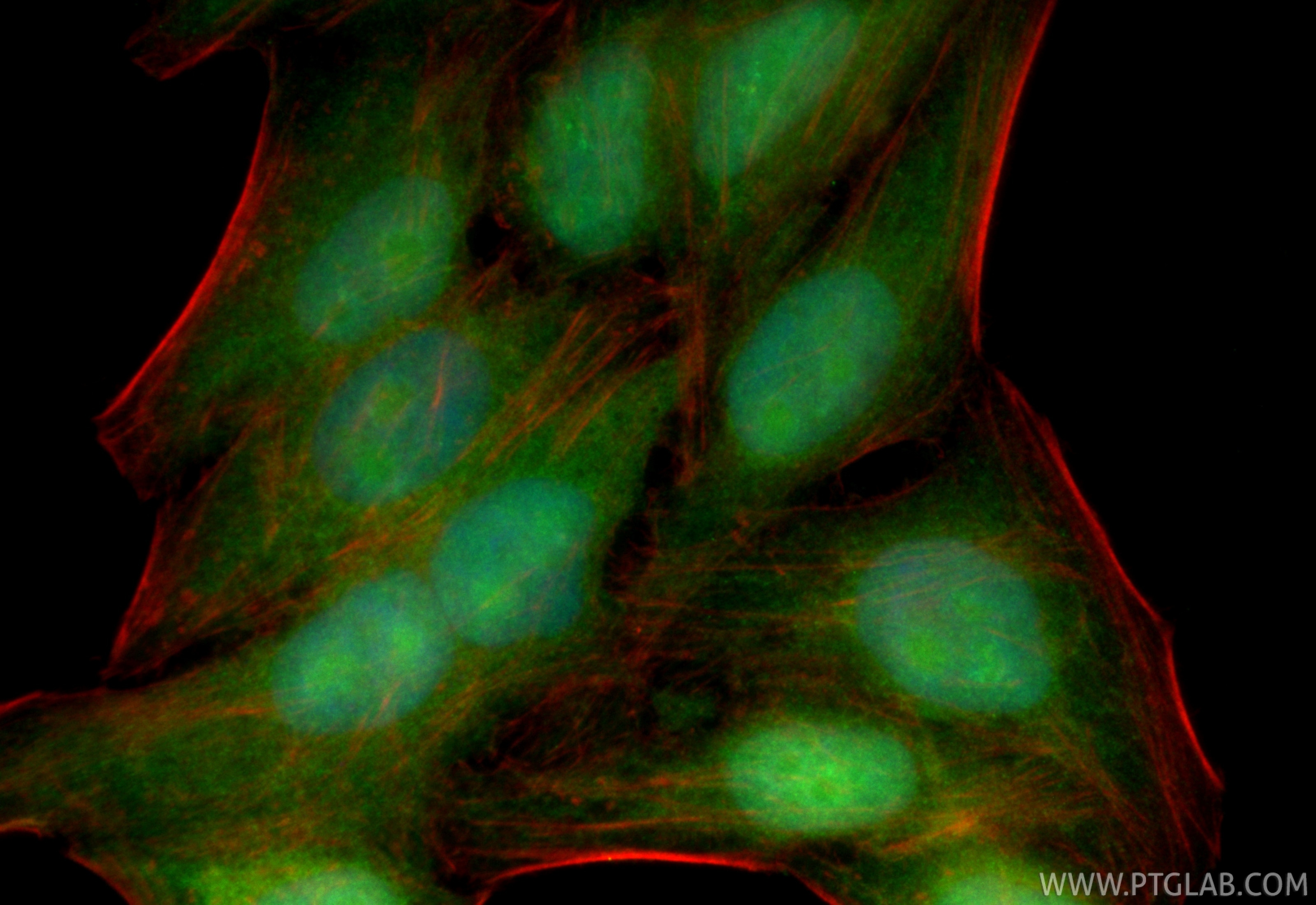Immunofluorescence (IF) / fluorescent staining of HepG2 cells using CoraLite® Plus 488-conjugated EXOSC6 Recombinant m (CL488-84346-4)
