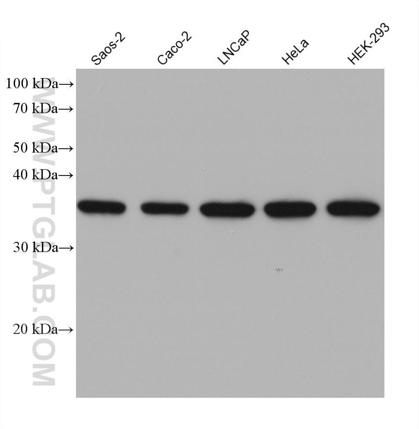 Western Blot (WB) analysis of various lysates using EXOSC7 Monoclonal antibody (68456-1-Ig)
