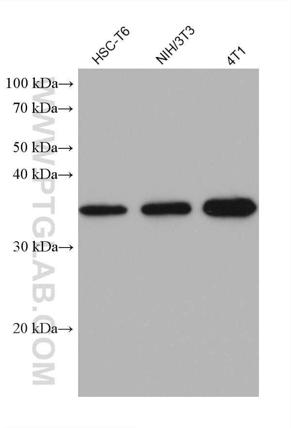 Western Blot (WB) analysis of various lysates using EXOSC7 Monoclonal antibody (68456-1-Ig)